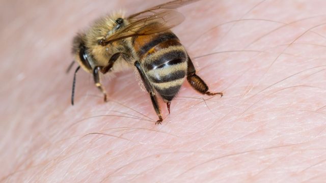 كيفية علاج قرصة النحله بطرق طبيعية وما هي أعراض قرص النحل