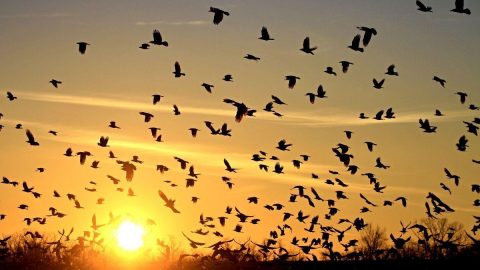 أعظم معجزه للنبي صلى الله عليه وسلم