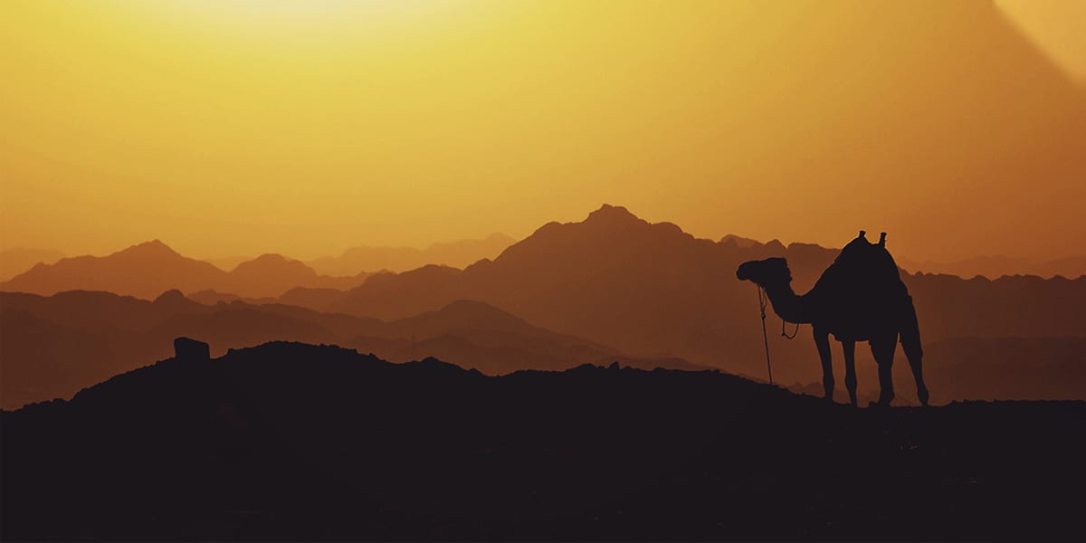 اسم الرجل الي دل الرسول طريق المدينة من هو ؟