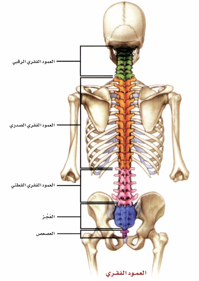 يتركب العمود الفقري من يتركب العمود الفقري من