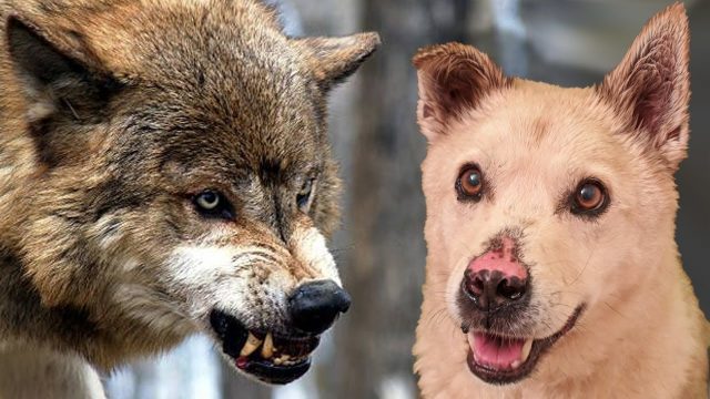 الفرق بين الذئب والكلب من حيث الشكل والصفات