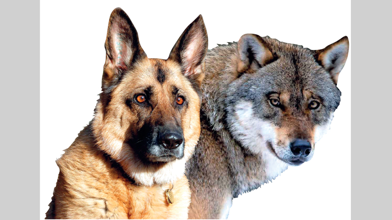 الفرق بين الذئب والكلب من حيث الشكل
