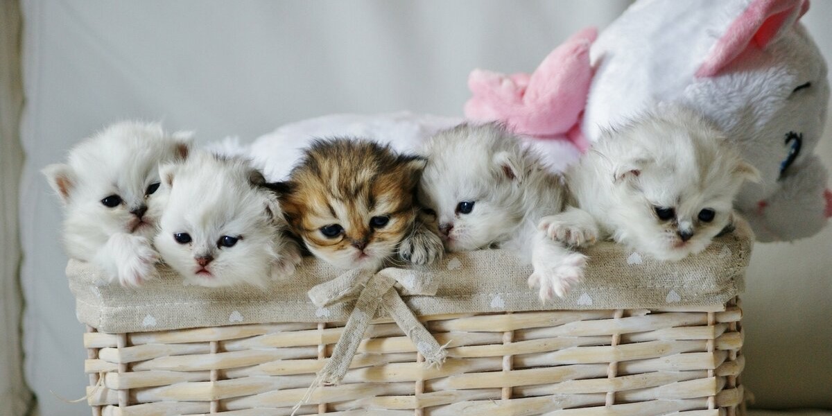 اسعار القطط في الرياض وكل السعودية 1443