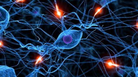 الجهاز المكون من الدماغ والحبل الشوكي هو الجهاز العصبي الطرفي صح ام خطا