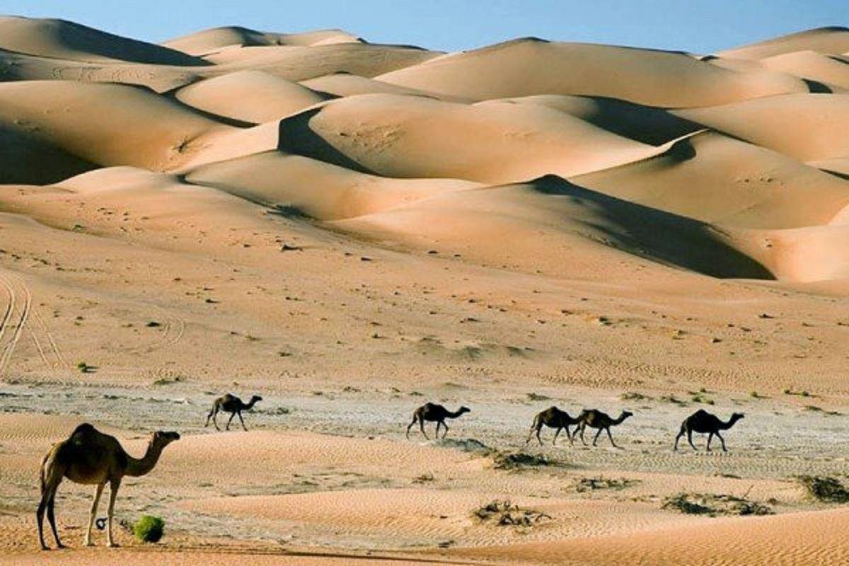 السقامي وش يرجعون .. أصل قبيلة السقامي
