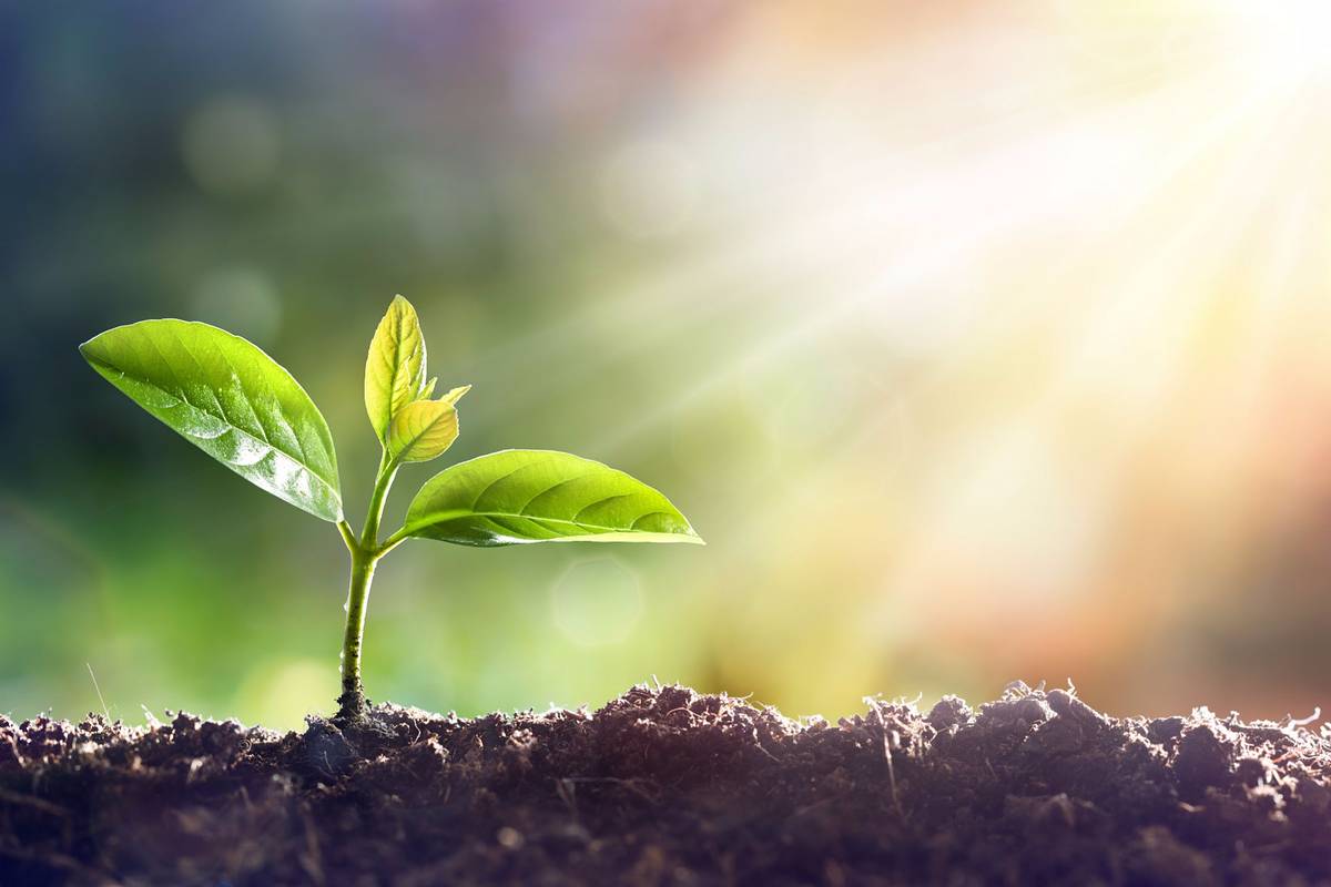 تفيد عملية البناء الضوئي النبات في انتاج