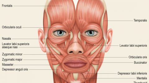 عضلات الوجه من العضلات الإرادية أم لا إرادية