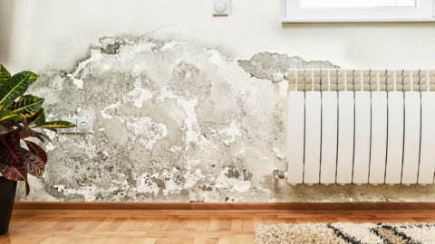 علاج رطوبة الجدران في المنزل والتخلص من آثار عفن الحوائط