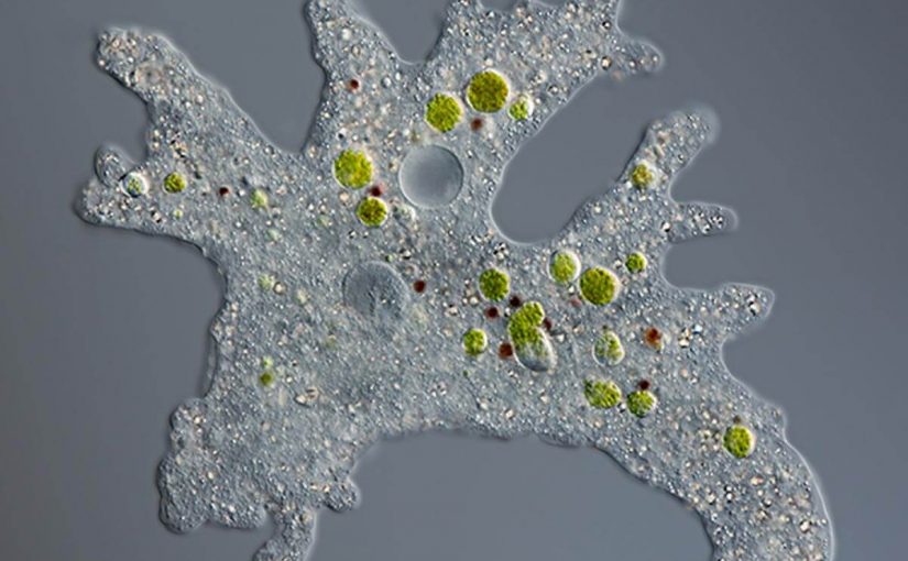 كيف تدخل دقائق الطعام الكبيرة إلى الأميبا