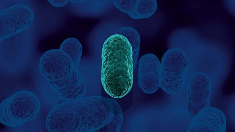 ما عدد الخلايا التي تكون البكتيريا