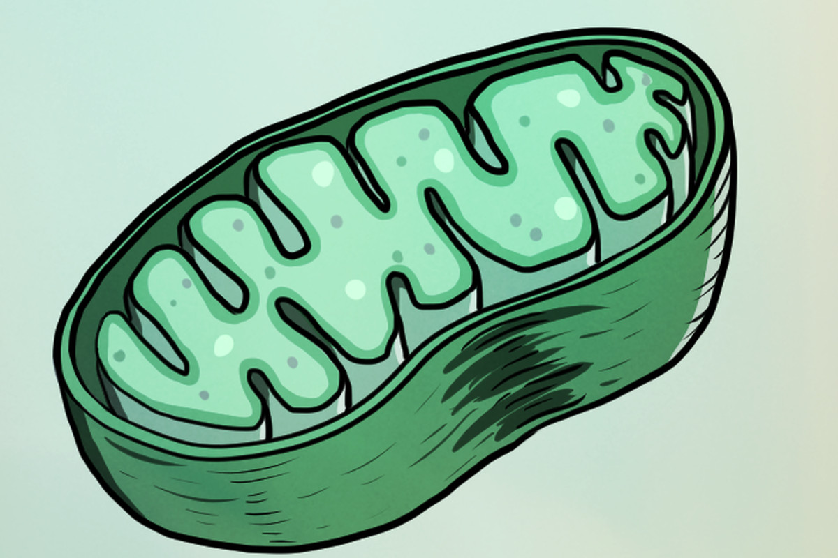 استنتج اي نوع من الخلايا الحيوانية تكثر فيها الميتوكندريا استنتج اي نوع من الخلايا الحيوانية تكثر فيها الميتوكندريا