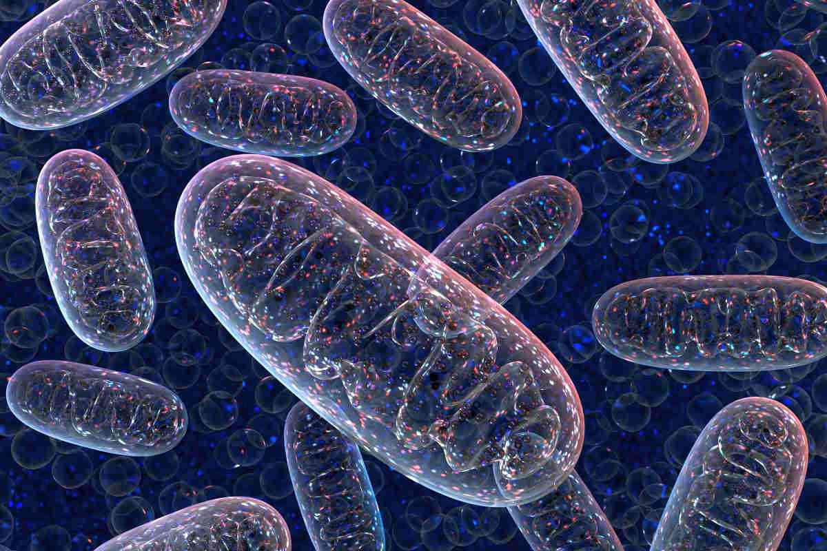 اي من تراكيب الخليه التاليه يمد الخليه بالطاقه