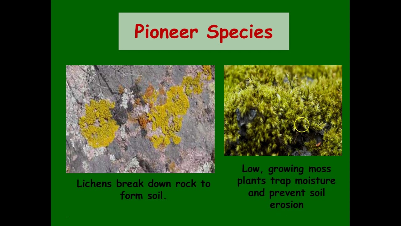 تسمى النباتات التي تنمو أولا في البيئات الجديدة أو غير المستقرة