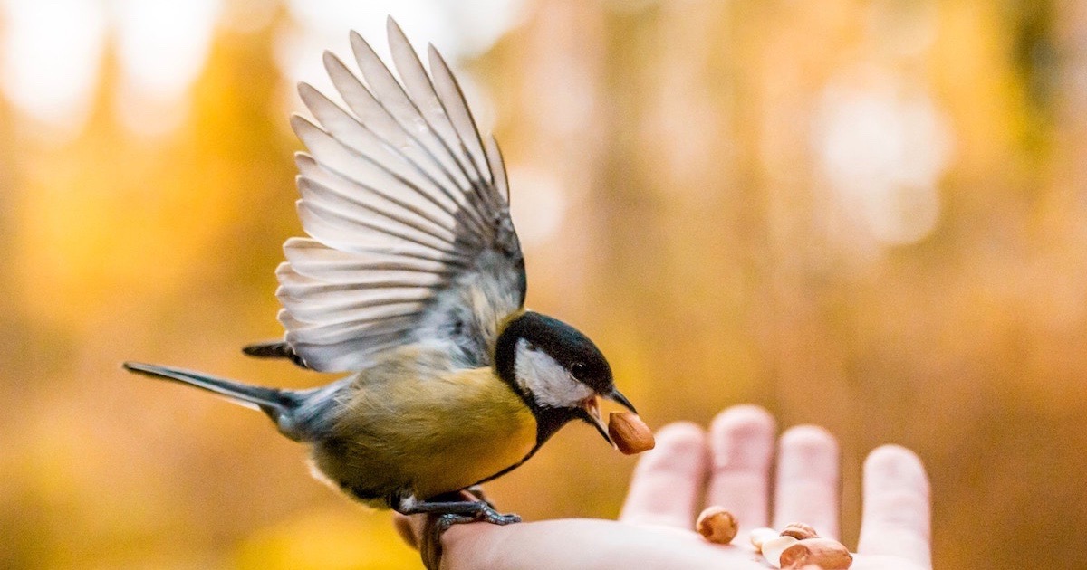 صور الرفق بالحيوانات صور الرفق بالحيوانات