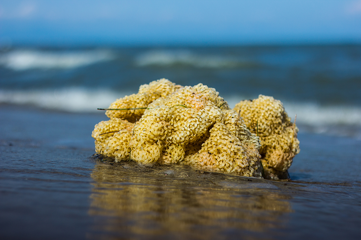 صنف العلماء قديماً الإسفنجيات على أنها فطريات صنف العلماء قديماً الإسفنجيات على أنها فطريات