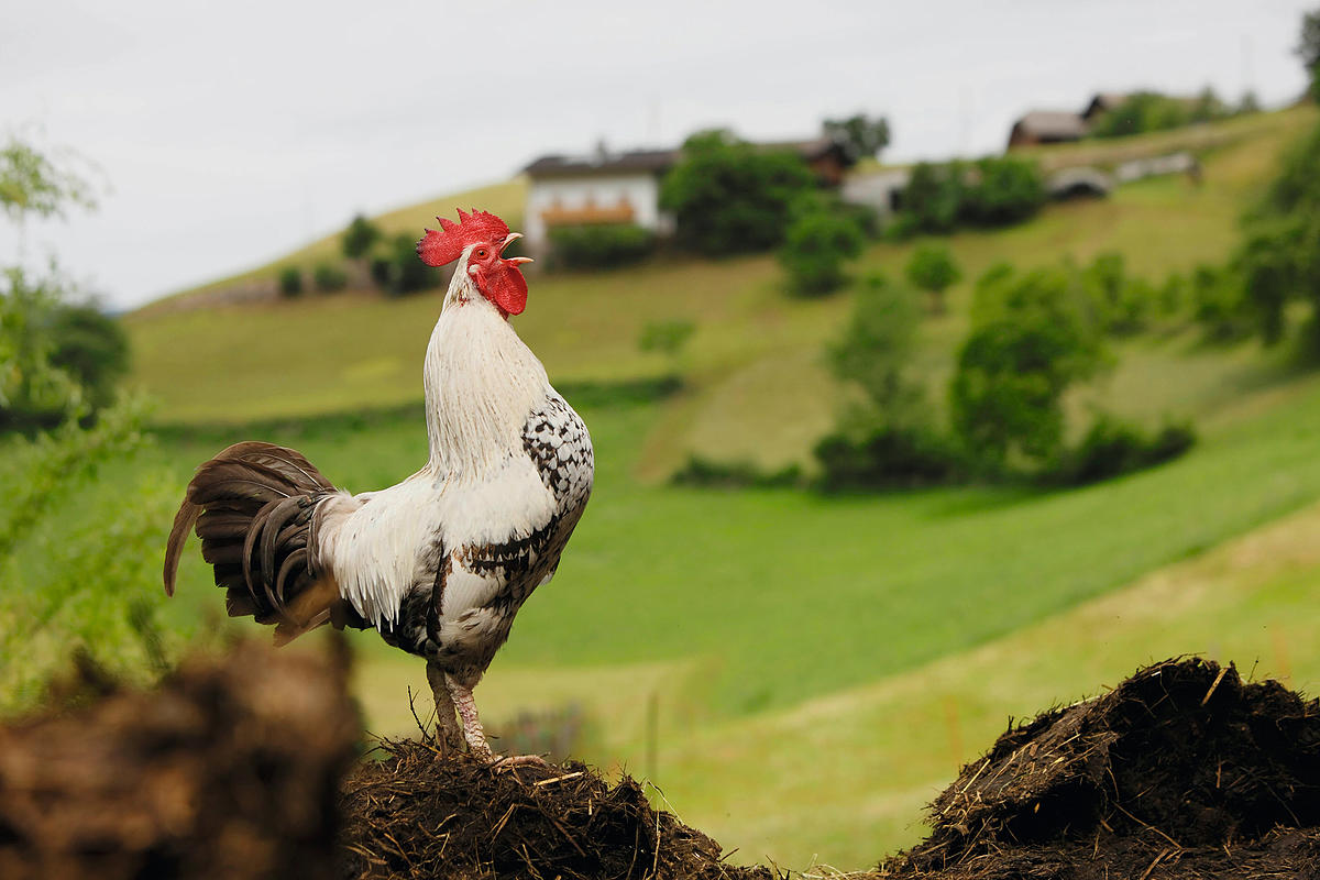 كيف عبَّر الديك عن اعتراضه على إغلاق بوابة الحديقة