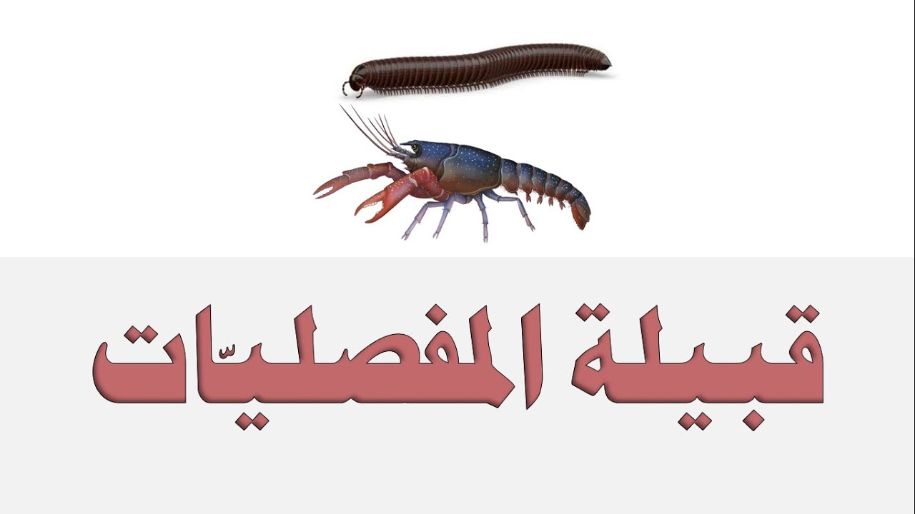 لماذا تعد مرحلة الانسلاخ فترة خطرة بالنسبة للمفصليات ( تم الإجابة )