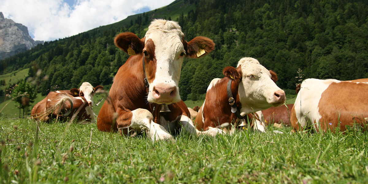 من اسباب قلة الثروة الحيوانية في وطني