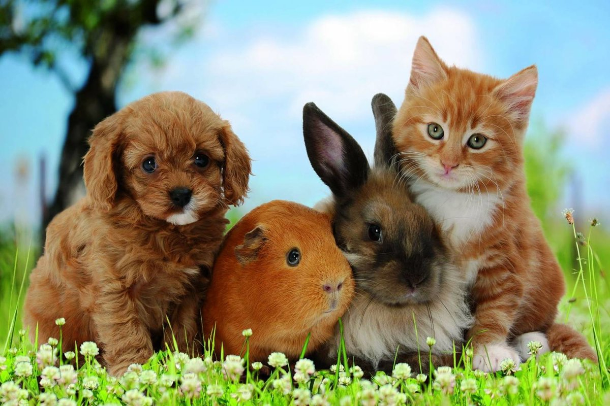 من الحيوانات التي يحرم قتلها لأنها لا ضرر فيها ولا أذى