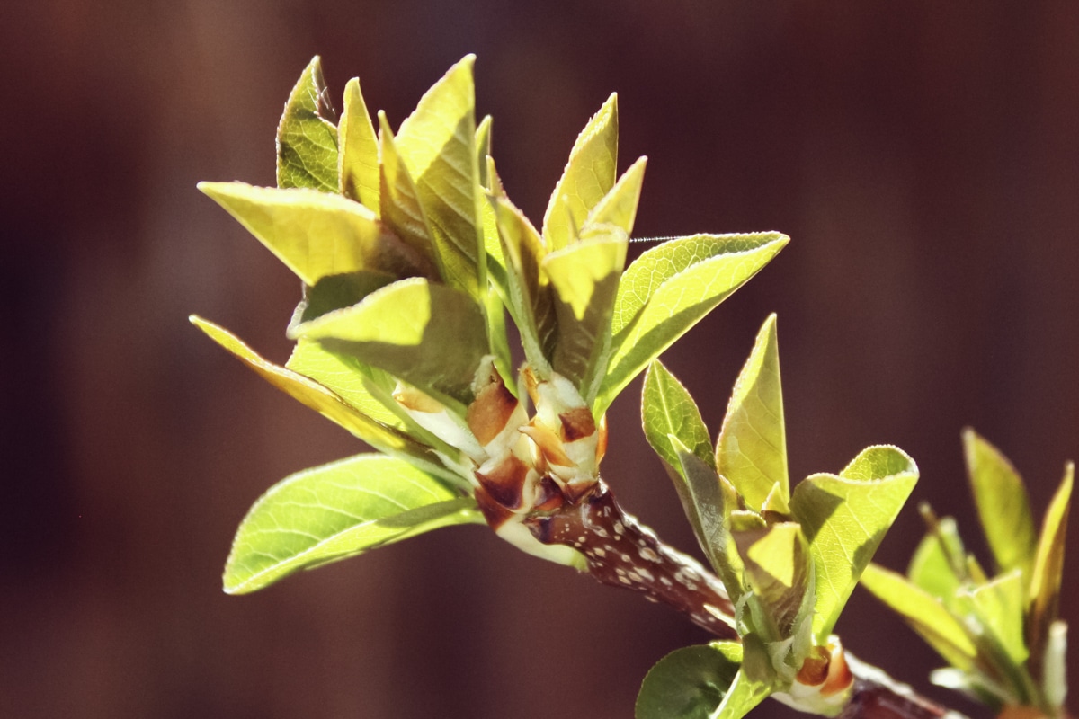 من خصائص التبرعم ان الابناء