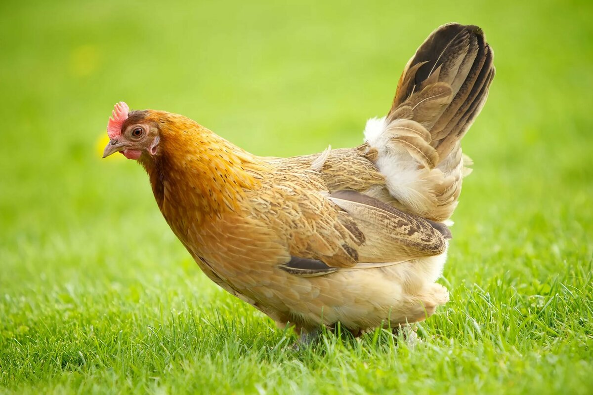 تفسير رؤية الدجاج المذبوح في المنام هل هو خير أو شر؟