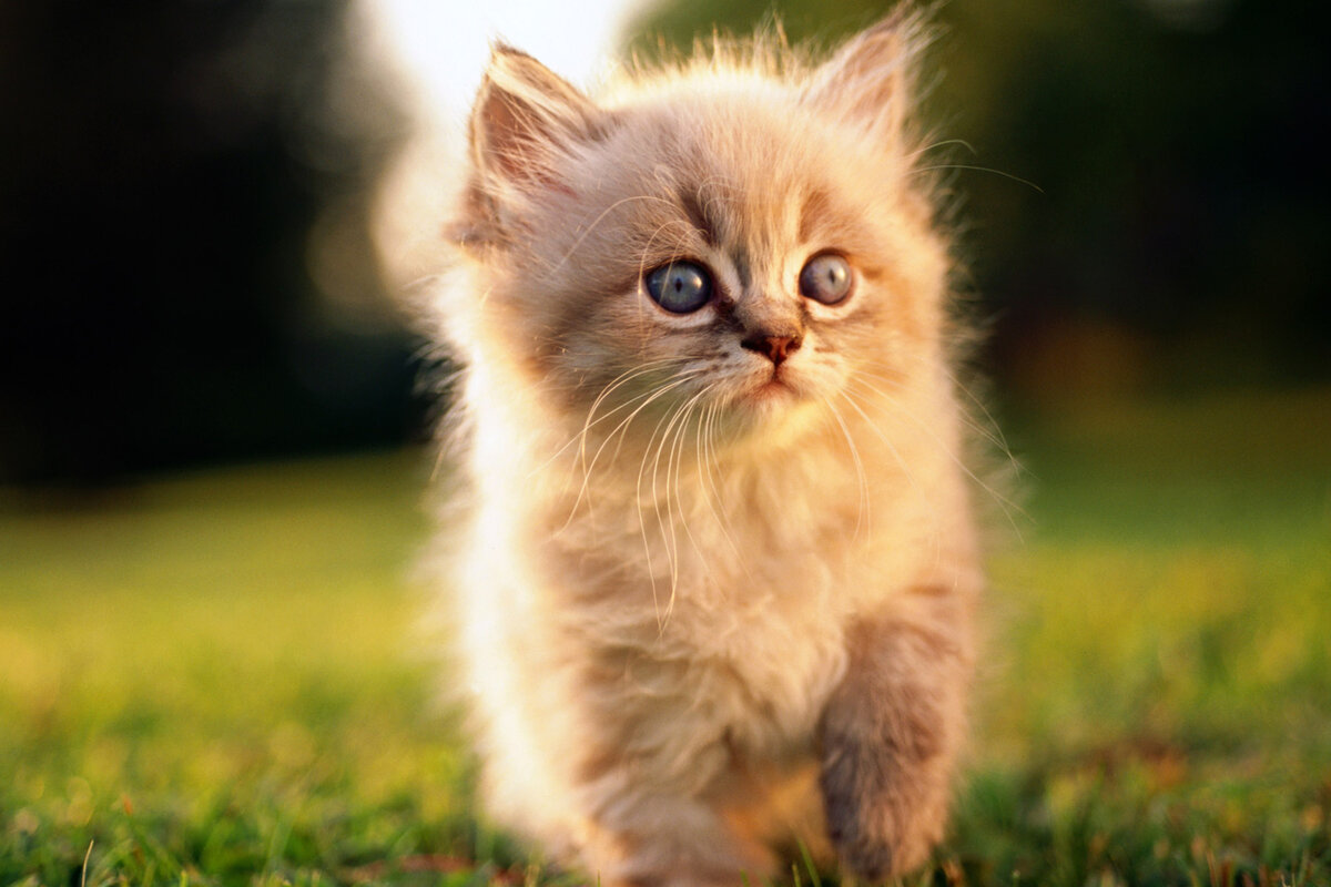 اسماء قطط ذكور بحرف السين ومعانيها 2024