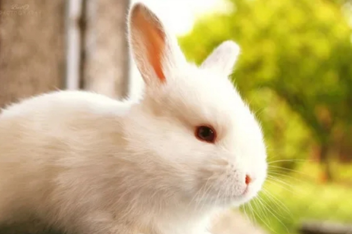 تفسير الأرنب في المنام لابن سيرين ومعناه بشارة خير أو شر ؟