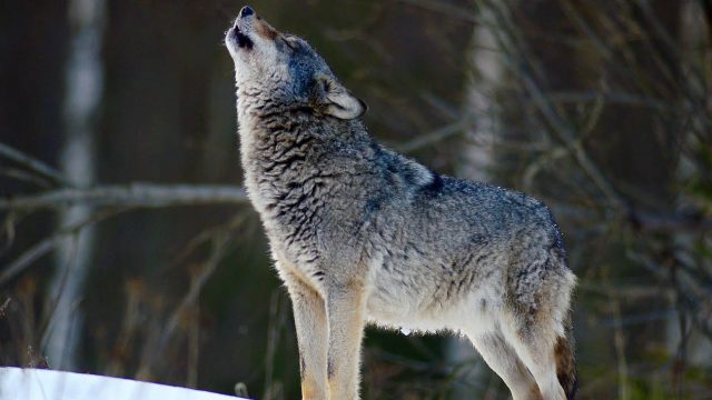 تفسير رؤية الذئاب تهاجم في المنام لابن سيرين بشرة خير أو شر ؟