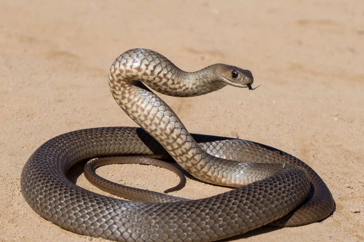 تفسير ضرب الثعبان في المنام لابن سيرين وابن شاهين بشرة خير أو شر ؟