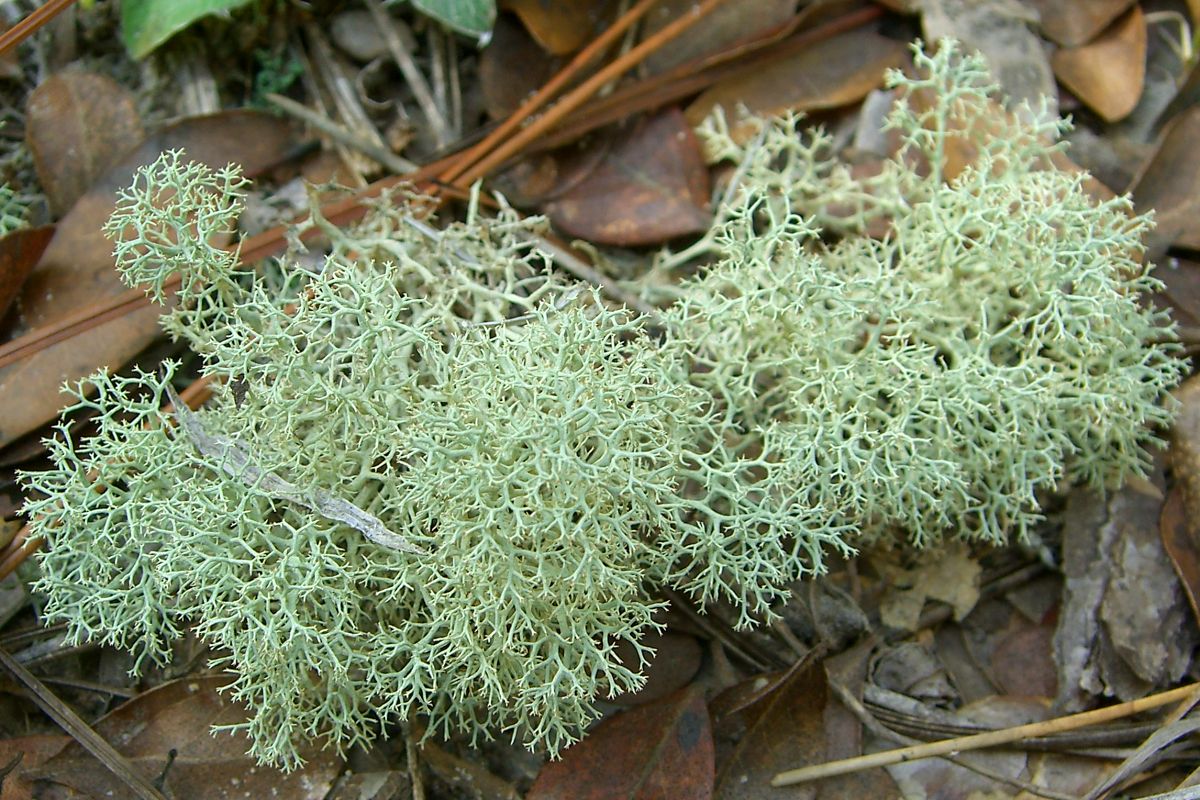 كيف تعيش الأشنات والعوامل التي تساعد على نموها كيف تعيش الأشنات والعوامل التي تساعد على نموها