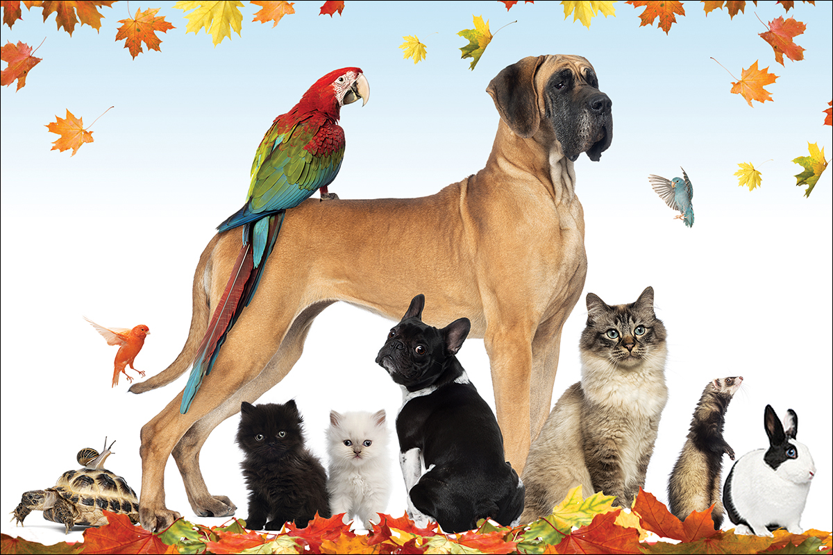 هل السلوك هو طريقة يستجيب بها الحيوان لمثير ما