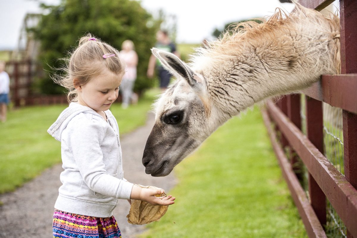 أسئلة وأجوبة عن الرفق