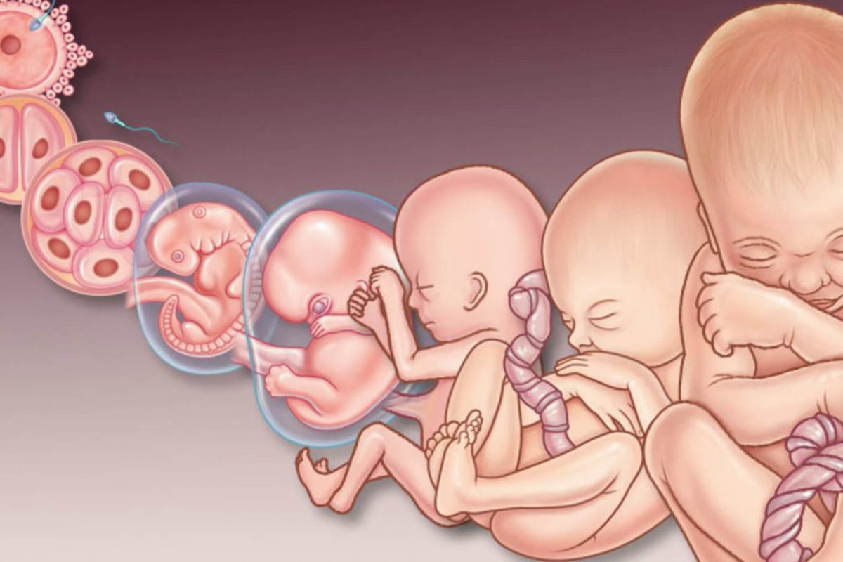 كيف اعرف ان الأجنة ثبتت بعد الترجيع