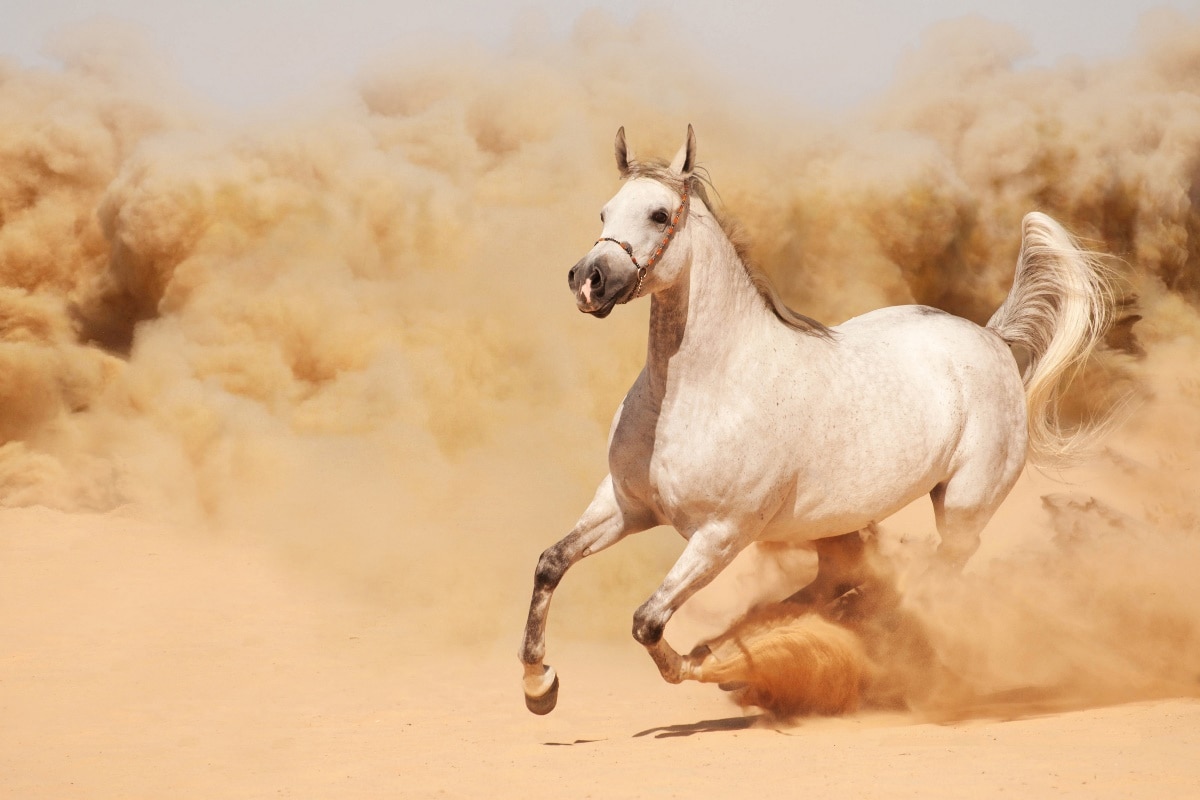 تفسير حلم الحصان الأبيض الهائج ومعناه لابن سيرين