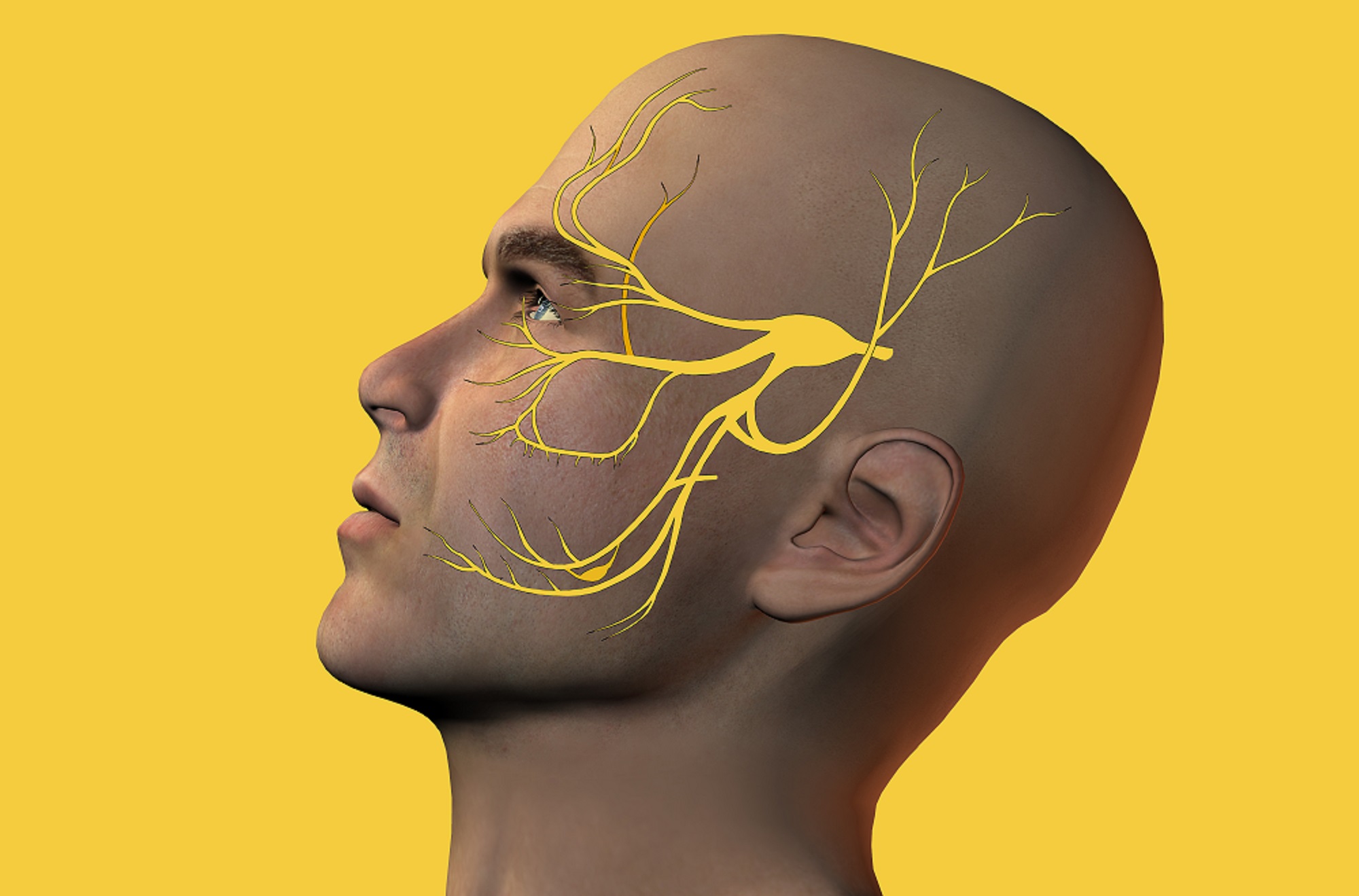 ما هو العصب السابع