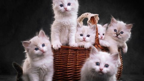 قائمة محدثة أجمل أسماء القطط 2024 اسماء قطط إناث وذكور شقية جديدة