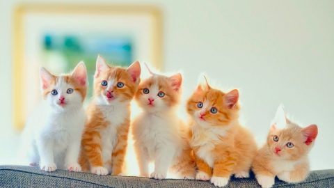 اسماء قطط ذكور اجنبية جديدة 2023