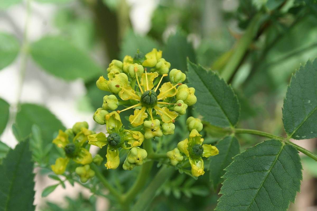 فوائد الشذاب في الطب النبوي واستخداماته أهم فوائد شجرة الشذاب