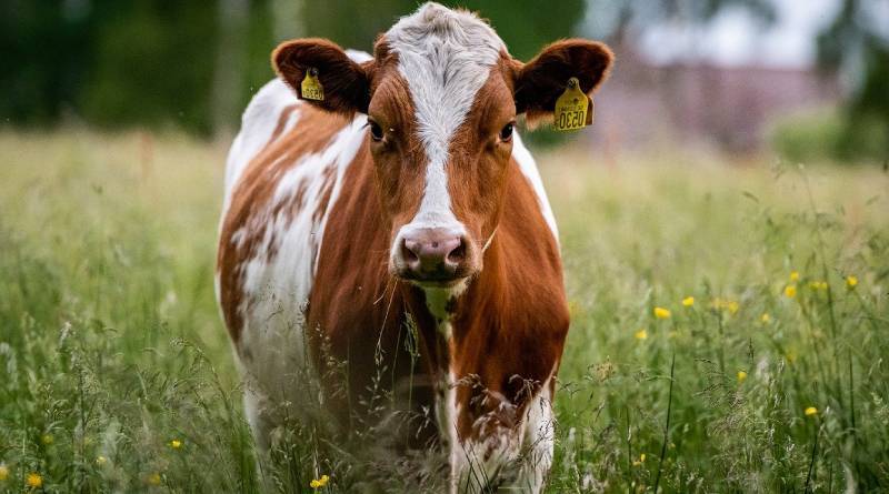 الفرق بين البقر والجاموس