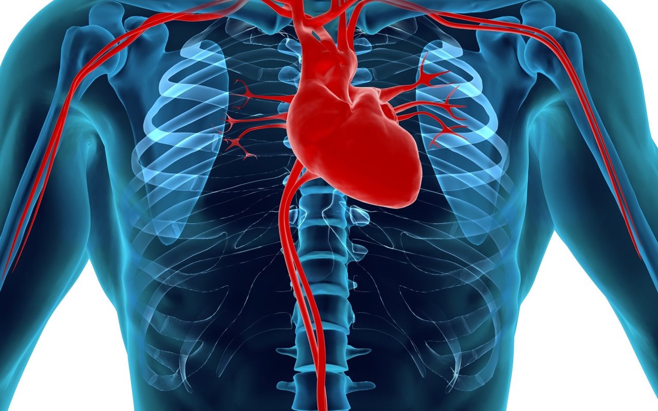 ما وظيفة الجهاز الدوراني