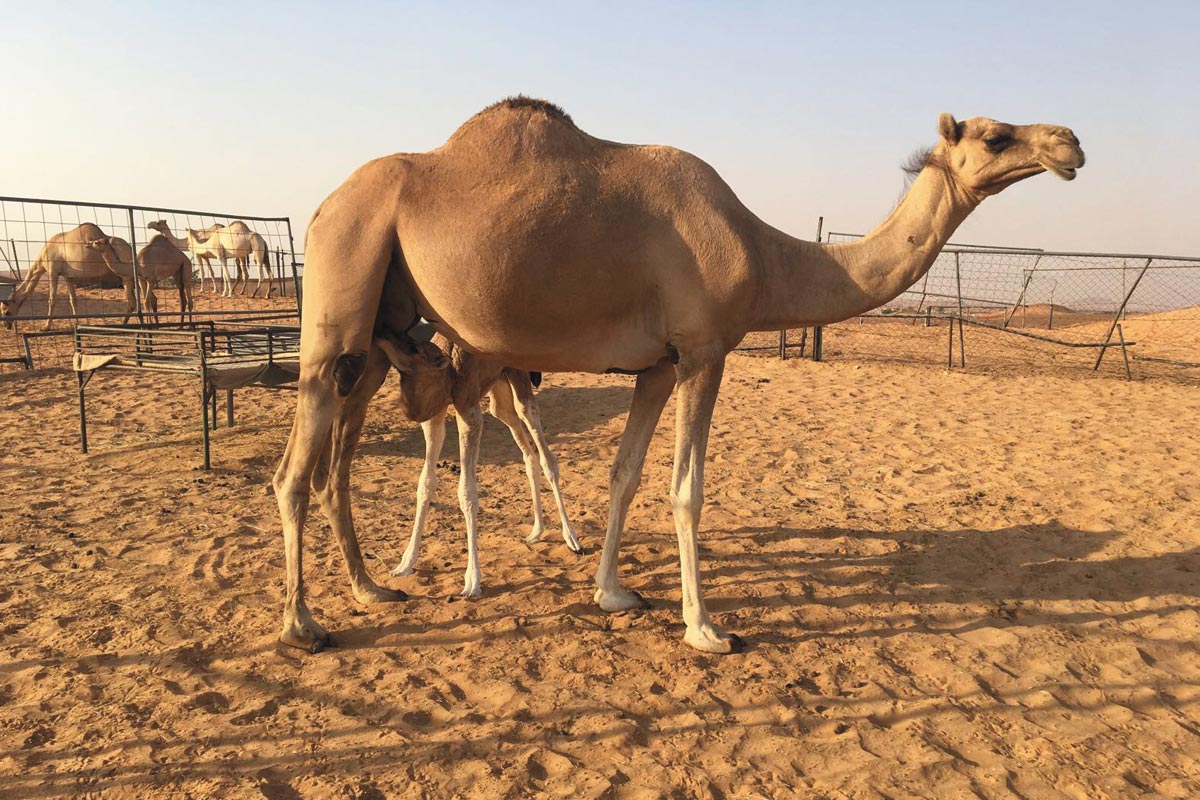 متى نادي الابل 1443 كل التفاصيل الشاملة