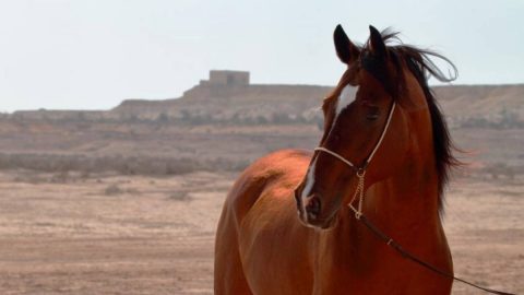 أسماء خيول عربية أصيلة ومعانيها 2022
