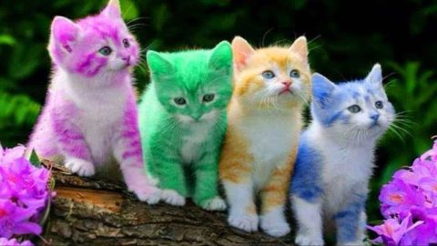 تفسير ألوان القطط في المنام: ماذا يعني ذلك؟
