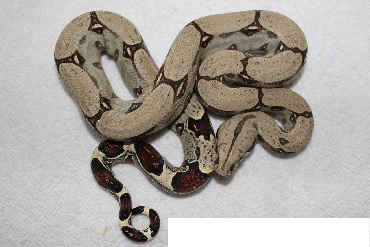 ما هو الفرق بين Boa و Python