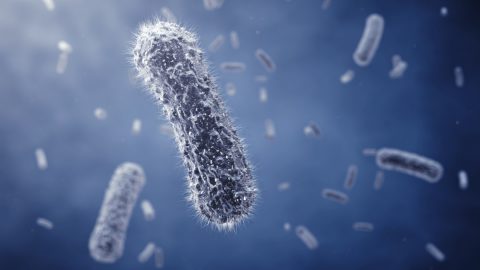 بحث عن البكتيريا في علم الاحياء
