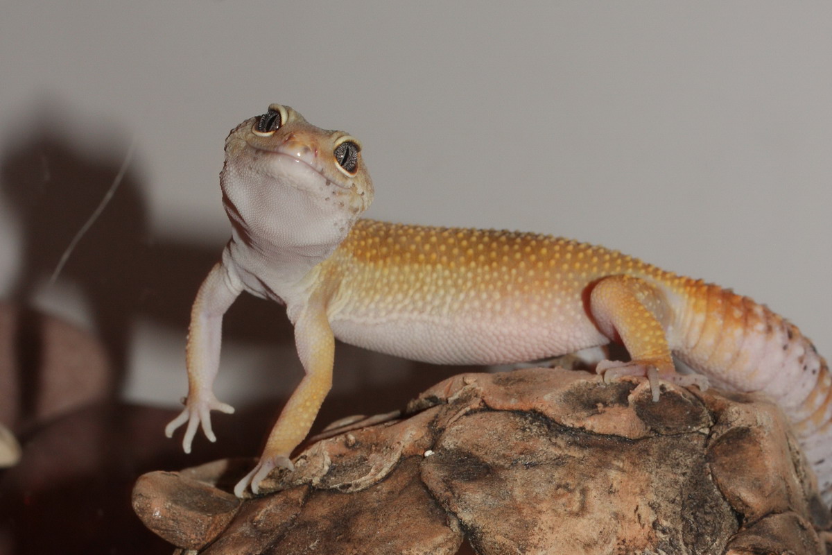 تفسير قتل البرص في المنام للعزباء والمتزوجة