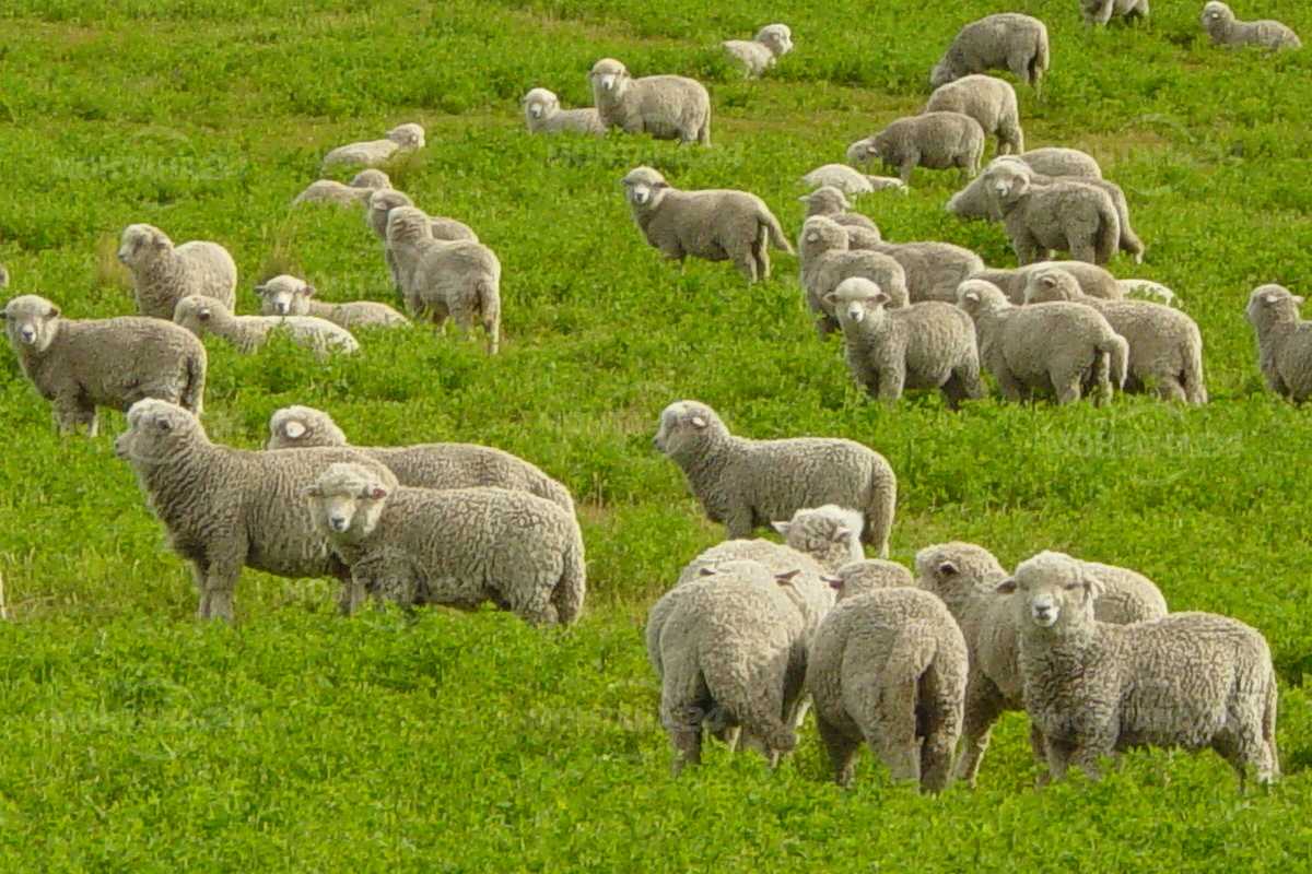 تفسير قطيع الغنم في المنام للعزباء