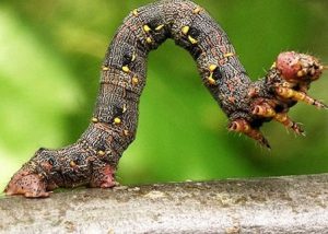 عندما تفقس بيضة الحشرة تخرج منها اليرقة عندما تفقس بيضة الحشرة تخرج منها اليرقة