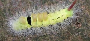 عندما تفقس بيضة الحشرة تخرج منها اليرقة عندما تفقس بيضة الحشرة تخرج منها اليرقة