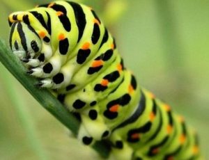 عندما تفقس بيضة الحشرة تخرج منها اليرقة عندما تفقس بيضة الحشرة تخرج منها اليرقة